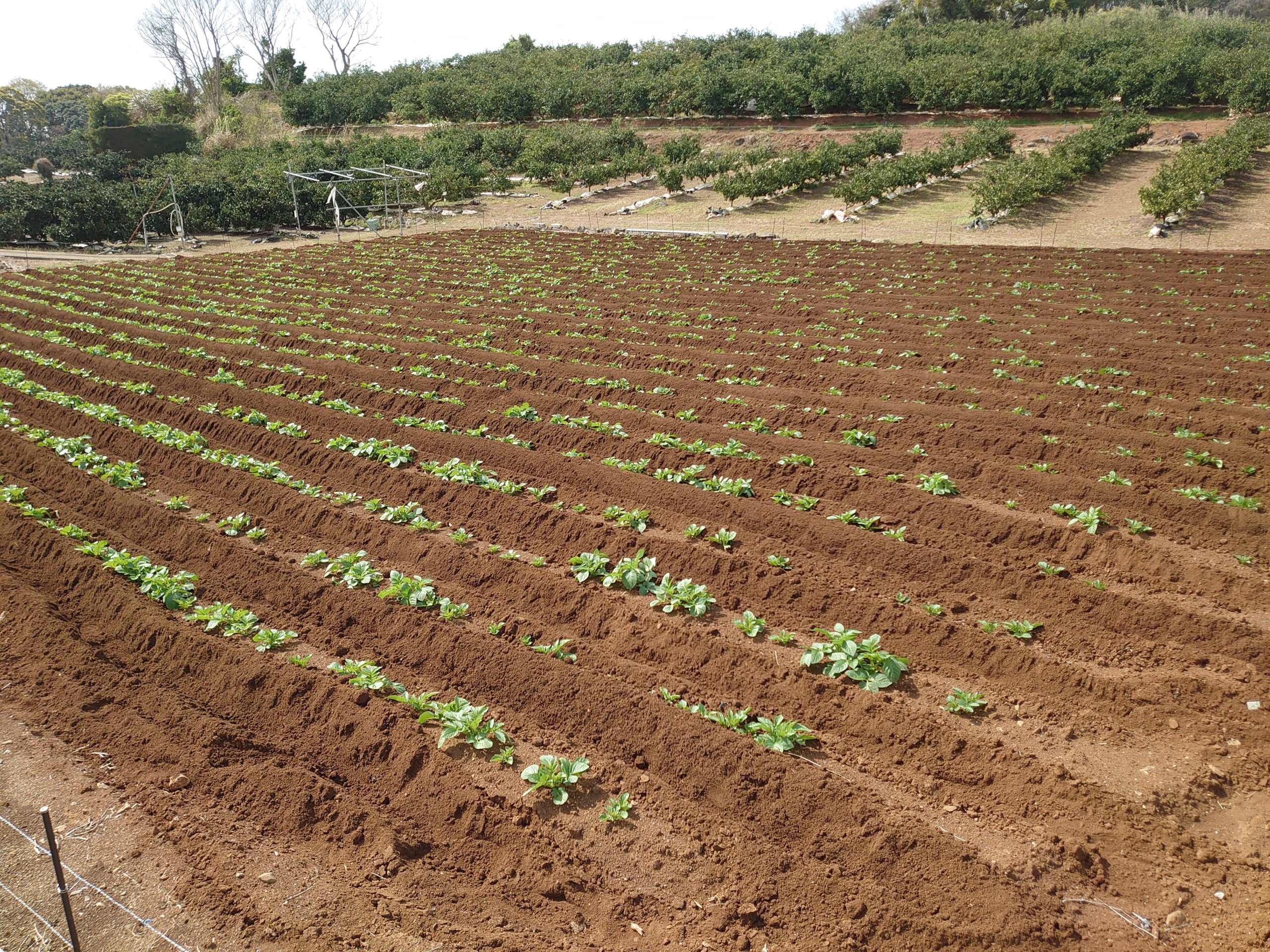 露地栽培とハウス栽培のそれぞれの特徴　～農業始めるならどっちがいいのか～